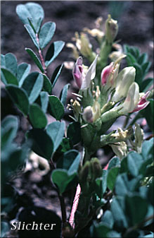 Freckled Milkvetch, Freckled Milk-vetch, Specklepod Milkvetch, Specklepod Milk-vetch: Astragalus lentiginosus