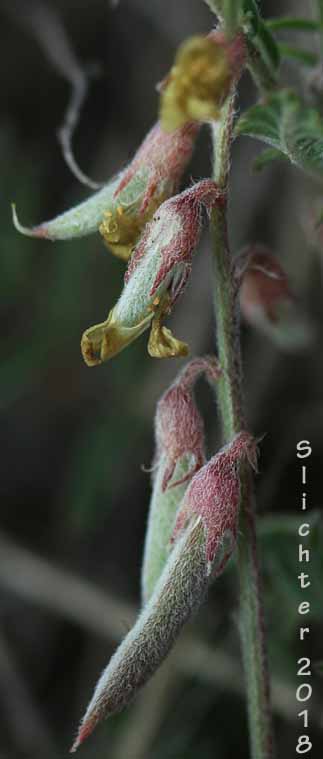 Pauper Milkvetch: Astragalus misellus var. misellus (Synonym: Astragalus howellii var. aberrans)