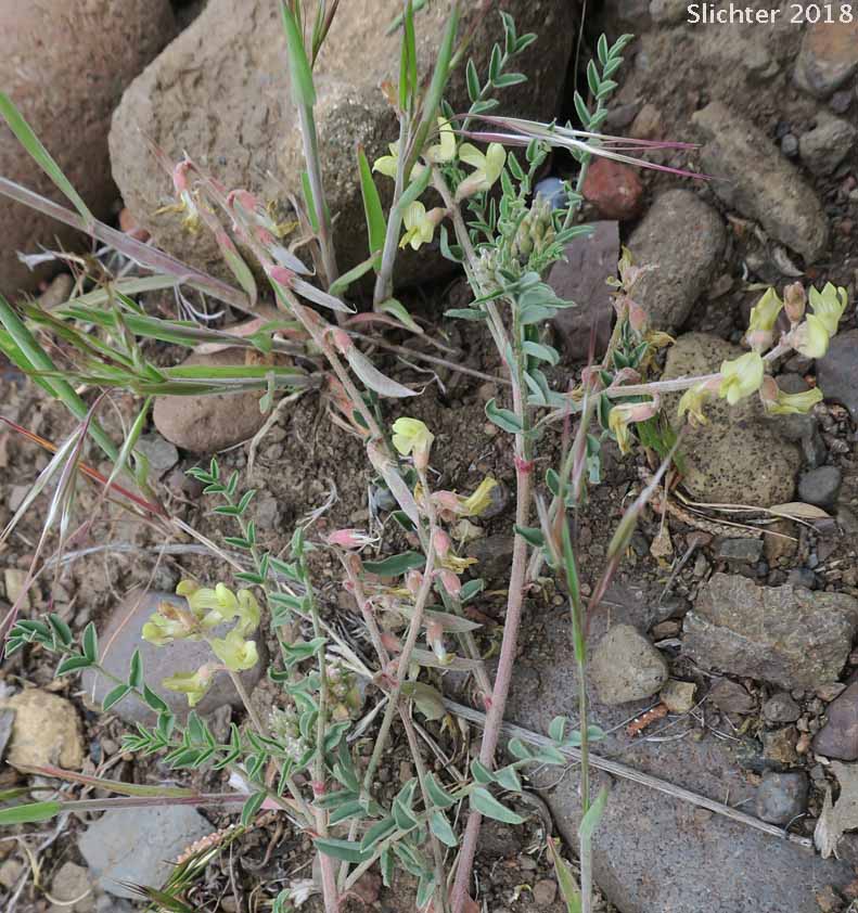 Pauper Milkvetch: Astragalus misellus var. misellus (Synonym: Astragalus howellii var. aberrans)