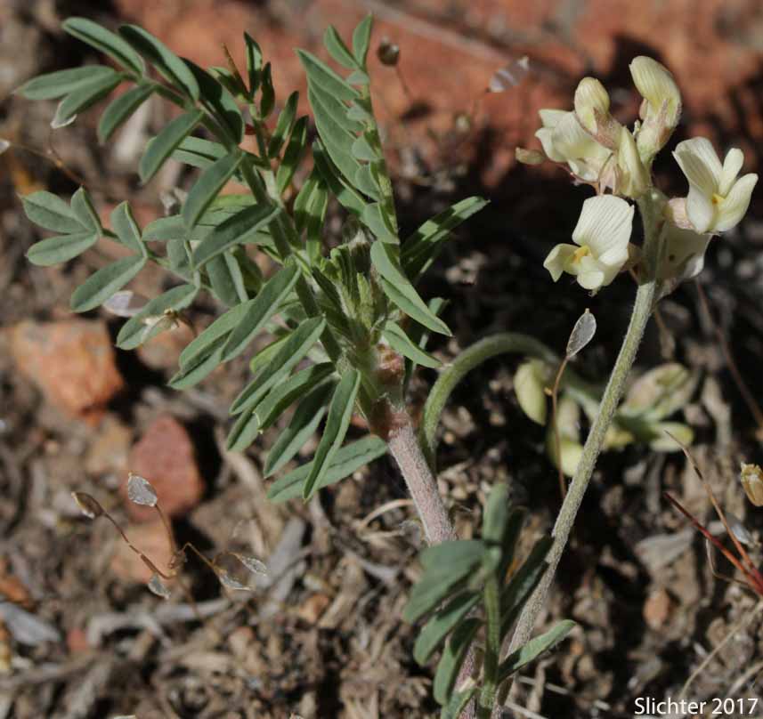 Pauper Milkvetch: Astragalus misellus var. misellus (Synonym: Astragalus howellii var. aberrans)