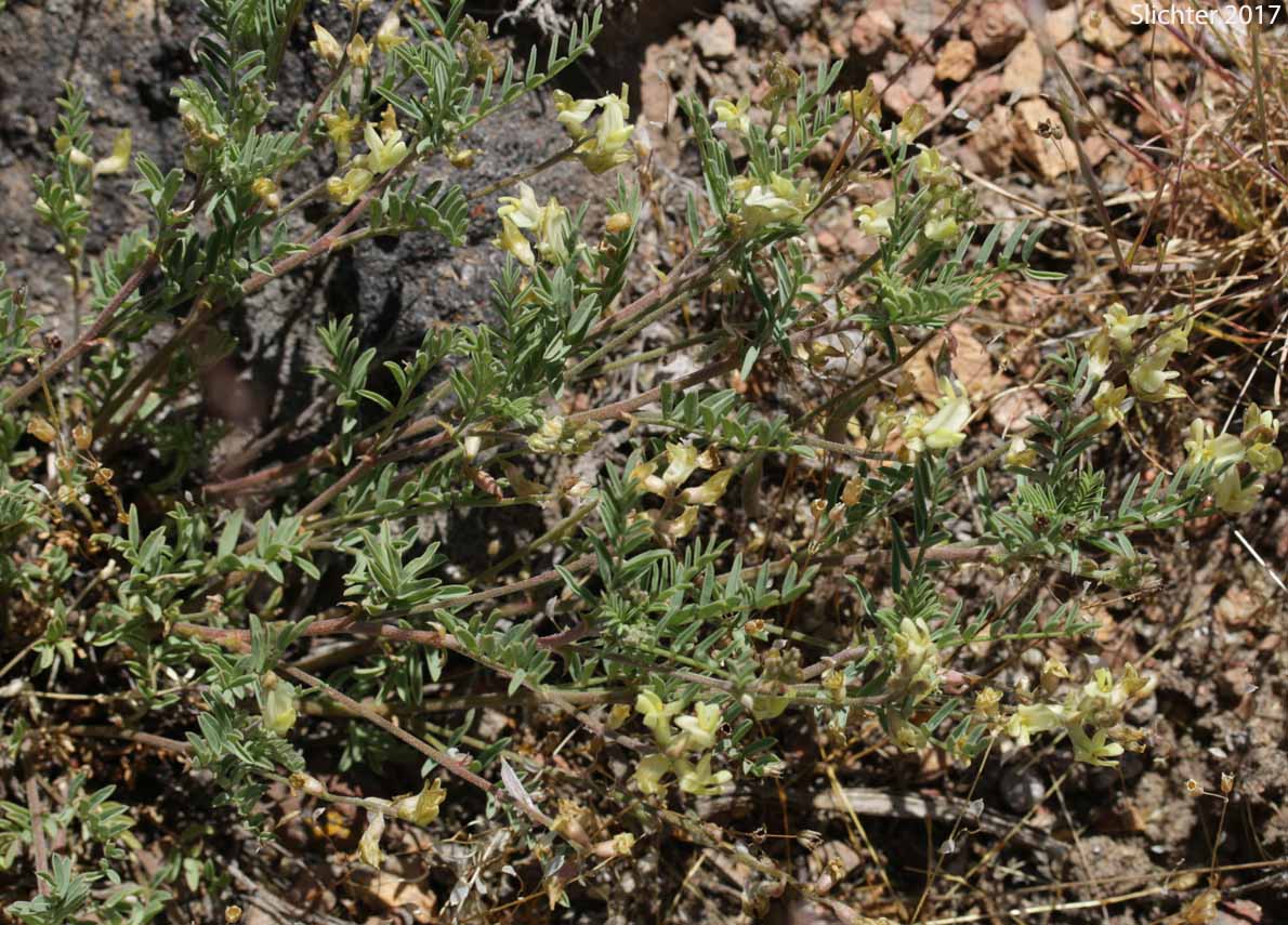Pauper Milkvetch: Astragalus misellus var. misellus (Synonym: Astragalus howellii var. aberrans)