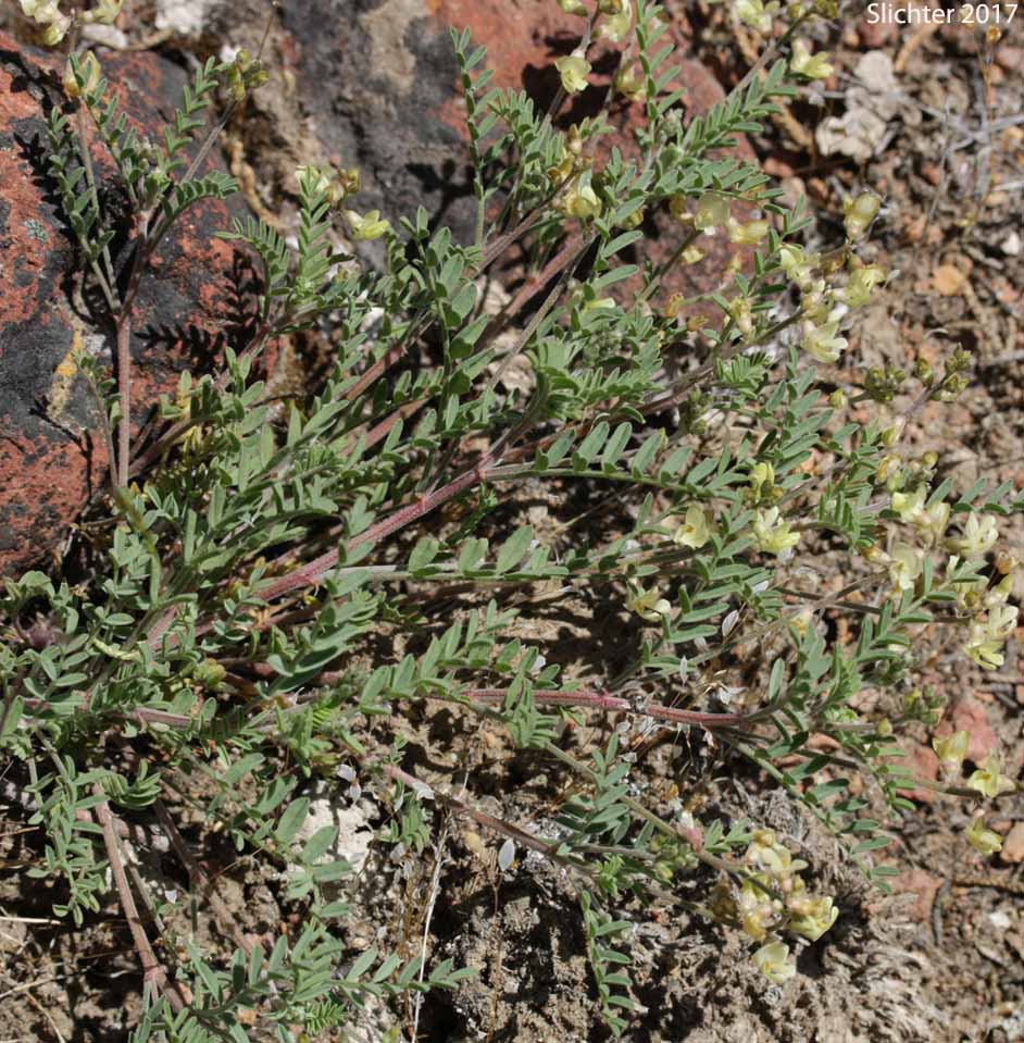 Pauper Milkvetch: Astragalus misellus var. misellus (Synonym: Astragalus howellii var. aberrans)