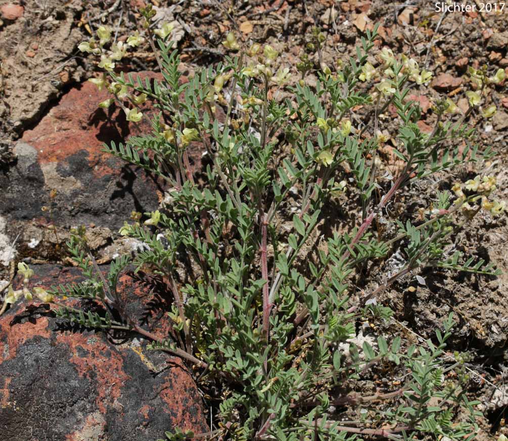 Pauper Milkvetch: Astragalus misellus var. misellus (Synonym: Astragalus howellii var. aberrans)