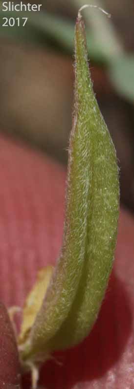 Fruit of Pauper Milkvetch: Astragalus misellus var. misellus (Synonym: Astragalus howellii var. aberrans)