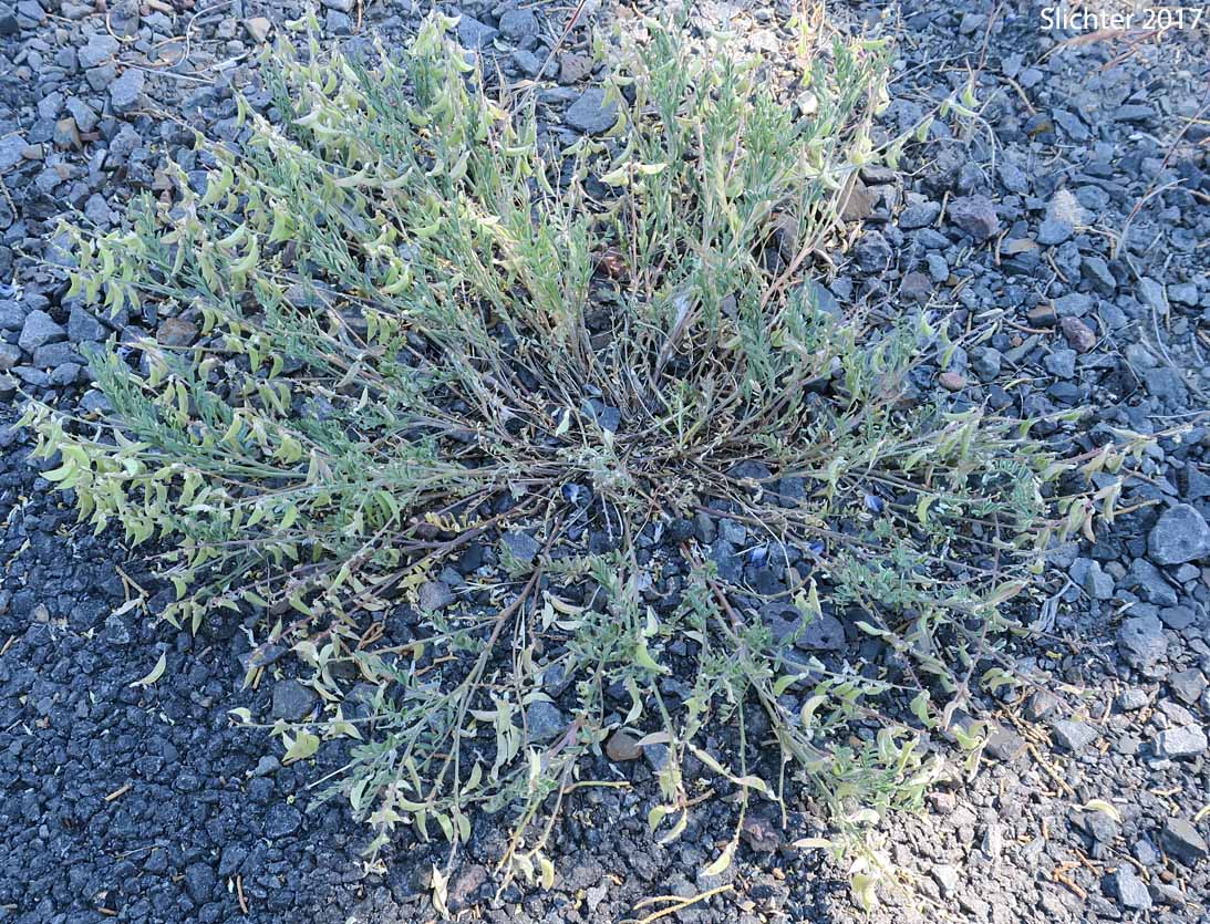 Pauper Milkvetch: Astragalus misellus var. misellus (Synonym: Astragalus howellii var. aberrans)