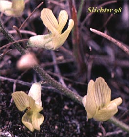Pauper Milkvetch: Astragalus misellus var. misellus (Synonym: Astragalus howellii var. aberrans)