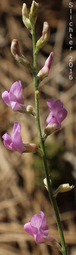 Inflorescence of Timber Milkvetch, Timber Milk-vetch, Weedy Milkvetch: Astragalus miser var. serotinus (Synonyms: Astragalus decumbens var. serotinus, Astragalus serotinus)