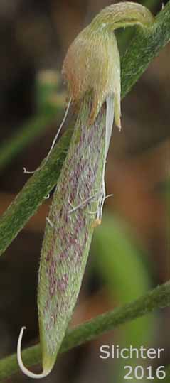 Pod of Timber Milkvetch, Timber Milk-vetch, Weedy Milkvetch: Astragalus miser var. serotinus (Synonyms: Astragalus decumbens var. serotinus, Astragalus serotinus)