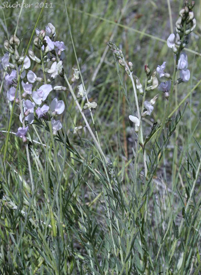 Timber Milkvetch, Weedy Milkvetch: Astragalus miser var. serotinus (Synonyms: Astragalus decumbens var. serotinus, Astragalus serotinus)