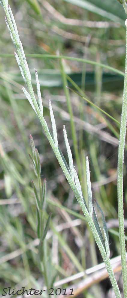 Stem leaf of Timber Milkvetch, Weedy Milkvetch: Astragalus miser var. serotinus (Synonyms: Astragalus decumbens var. serotinus, Astragalus serotinus)