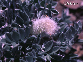 Newberry's Milkvetch, Newberry's Milk-vetch Astragalus newberryi var. castoreus (Synonym: Astragalus newberryi var. newberryi)