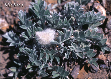 Newberry's Milkvetch, Newberry's Milk-vetch Astragalus newberryi var. castoreus (Synonym: Astragalus newberryi var. newberryi)