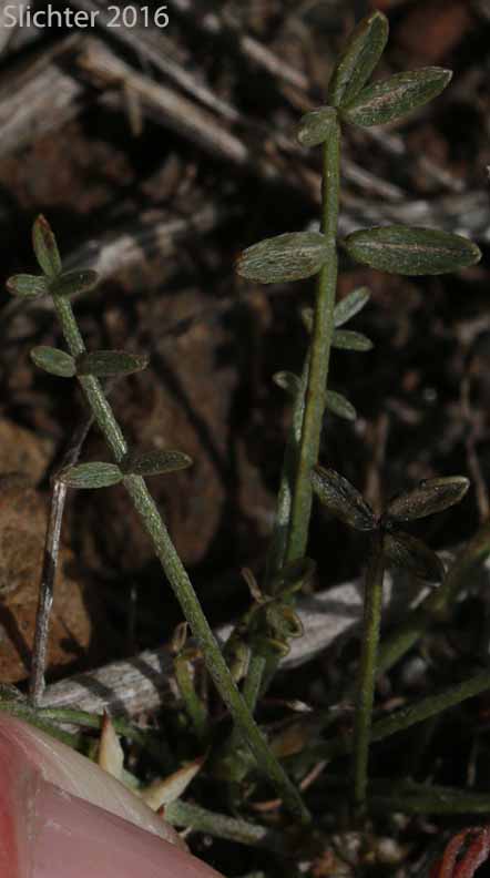 Leaves of Arcane Milk-vetch: Astragalus obscurus (Synonym: Astragalus miser)
