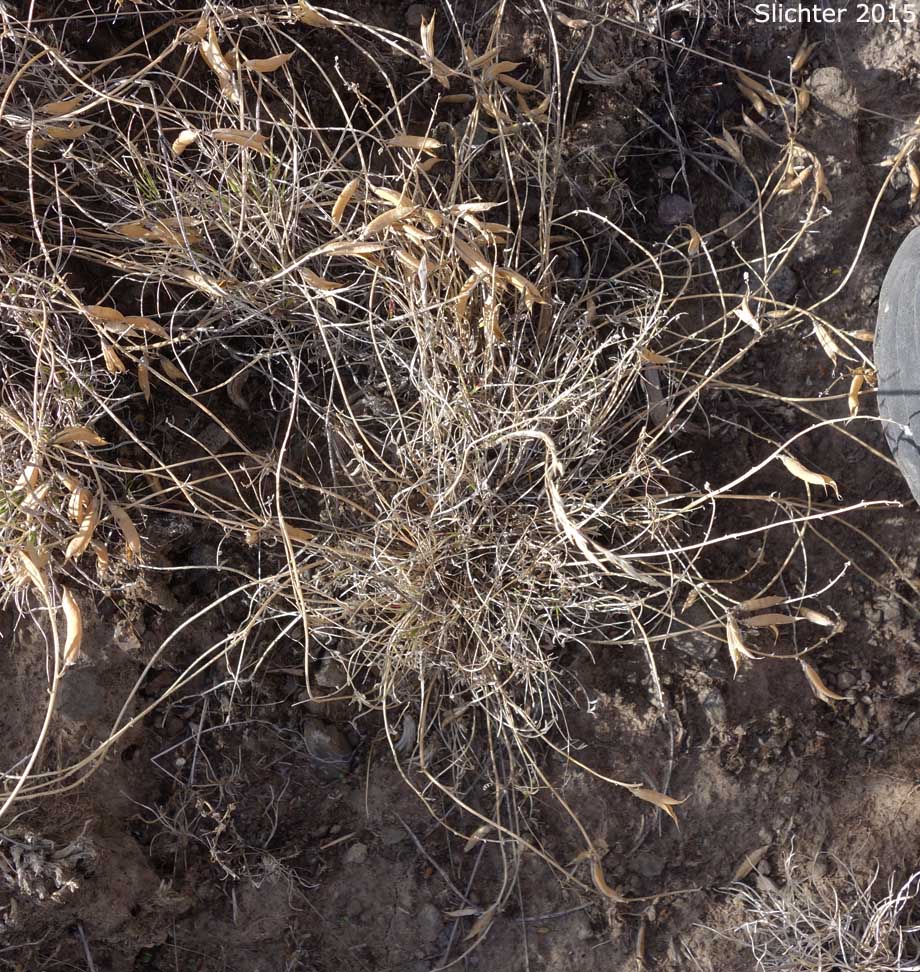 Senescing Arcane Milk-vetch: Astragalus obscurus (Synonym: Astragalus miser)