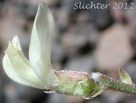 Close-up sideview of a flower of Arcane Milk-vetch: Astragalus obscurus (Synonym: Astragalus miser)