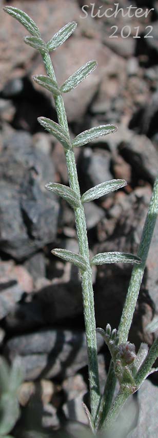 Basal leaf of Arcane Milk-vetch: Astragalus obscurus (Synonym: Astragalus miser)