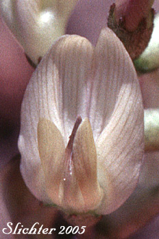 Flower of Arcane Milk-vetch: Astragalus obscurus (Synonym: Astragalus miser)