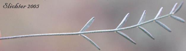 Basal leaf of Arcane Milk-vetch: Astragalus obscurus (Synonym: Astragalus miser)