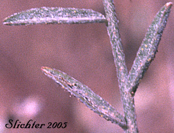 Leaflets of Arcane Milk-vetch: Astragalus obscurus (Synonym: Astragalus miser)