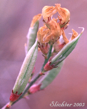 Fruits of Arcane Milk-vetch: Astragalus obscurus (Synonym: Astragalus miser)