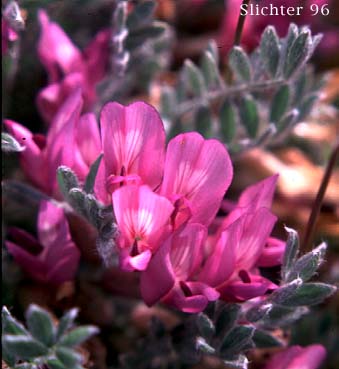 Woollypod Milkvetch, Woolly-pod Milk-vetch: Astragalus purshii