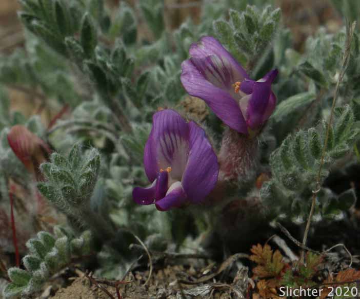 Gravel Milkvetch, Pursh's Milk-vetch, Woollypod Milkvetch: Astragalus purshii var. glareosus (Synonyms: Astragalus glareosus, Astragalus ventosus)