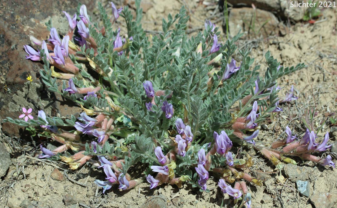 Gravel Milkvetch, Pursh's Milk-vetch, Woollypod Milkvetch: Astragalus purshii var. glareosus (Synonyms: Astragalus glareosus, Astragalus ventosus)