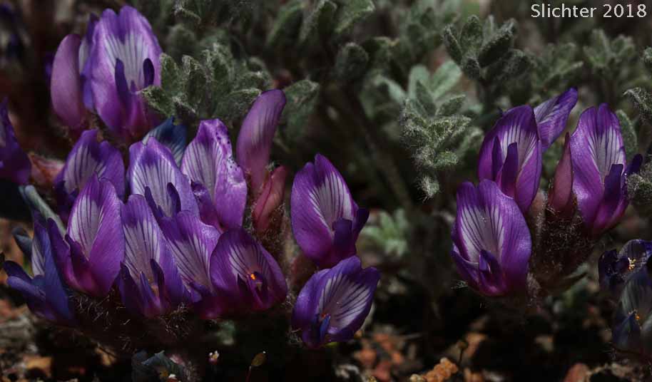 Hare Milkvetch: Astragalus purshii var. lagopinus (Synonym: Astragalus lagopinus)