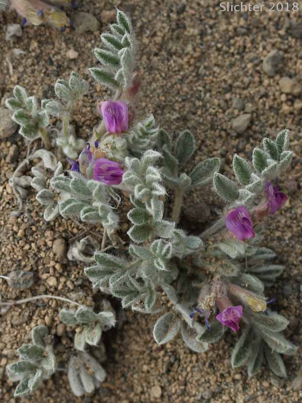 Hare Milkvetch: Astragalus purshii var. lagopinus (Synonym: Astragalus lagopinus)