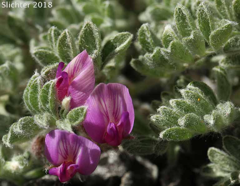 Hare Milkvetch: Astragalus purshii var. lagopinus (Synonym: Astragalus lagopinus)
