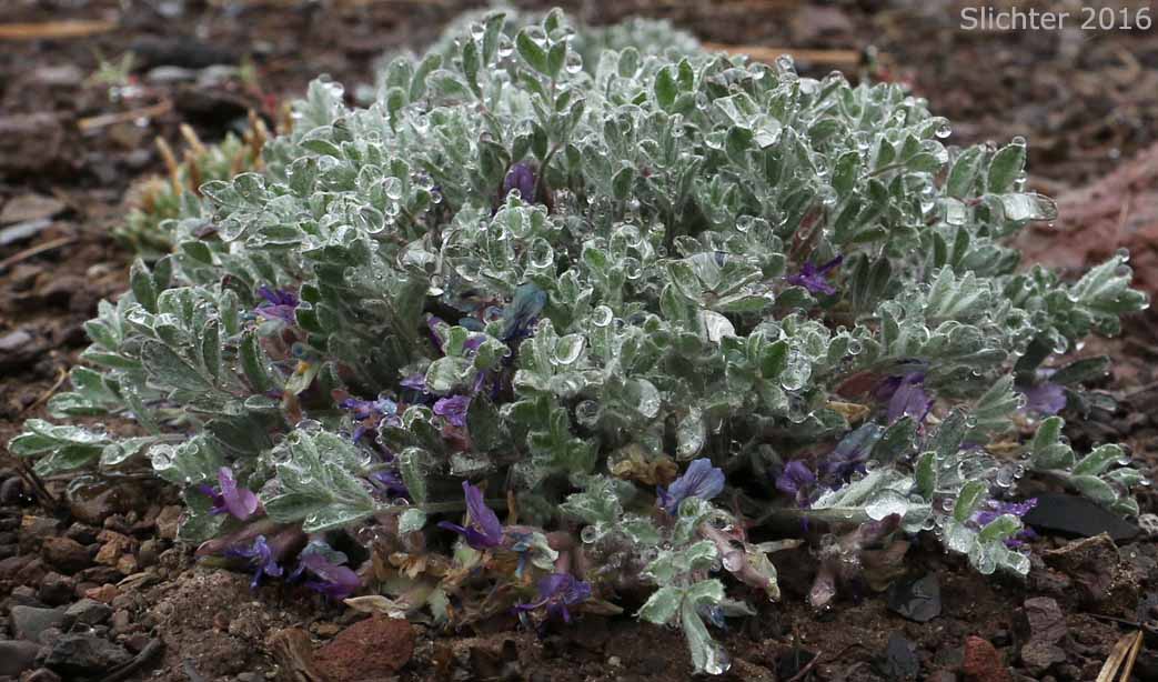 Hare Milkvetch: Astragalus purshii var. lagopinus (Synonym: Astragalus lagopinus)