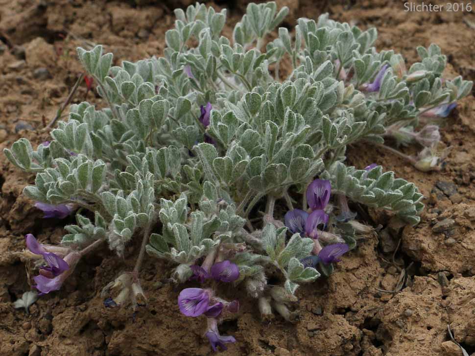 Hare Milkvetch: Astragalus purshii var. lagopinus (Synonym: Astragalus lagopinus)