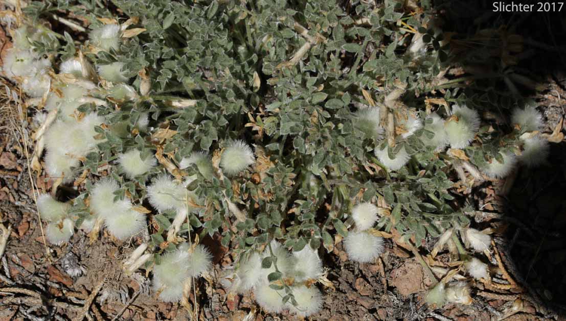 Hare Milkvetch: Astragalus purshii var. lagopinus (Synonym: Astragalus lagopinus)
