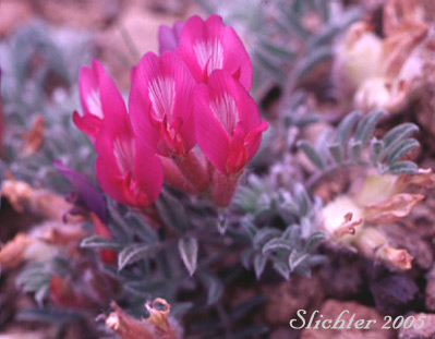Woollypod Milkvetch, Woolly-pod Milk-vetch: Astragalus purshii