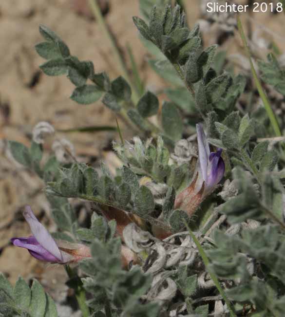 Pursh's Milk-vetch, Woollypod Milkvetch, Woolly-pod Milkvetch: Astragalus purshii var. tinctus (Synonyms: Astragalus candelarius, Astragalus lectulus, Astragalus leucolobus, Astragalus leucolobus ssp. consectus, Astragalus purshii var. lectulus, Astragalus purshii var. longilobus)