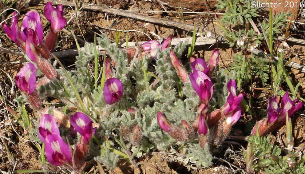 Pursh's Milk-vetch, Woollypod Milkvetch, Woolly-pod Milkvetch: Astragalus purshii var. tinctus (Synonyms: Astragalus candelarius, Astragalus lectulus, Astragalus leucolobus, Astragalus leucolobus ssp. consectus, Astragalus purshii var. lectulus, Astragalus purshii var. longilobus)