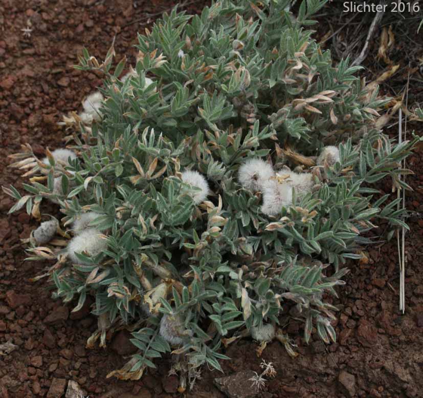 Pursh's Milk-vetch, Woollypod Milkvetch, Woolly-pod Milkvetch: Astragalus purshii var. tinctus (Synonyms: Astragalus candelarius, Astragalus lectulus, Astragalus leucolobus, Astragalus leucolobus ssp. consectus, Astragalus purshii var. lectulus, Astragalus purshii var. longilobus)