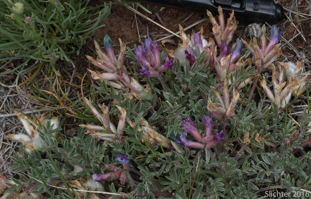 Pursh's Milk-vetch, Woollypod Milkvetch, Woolly-pod Milkvetch: Astragalus purshii var. tinctus (Synonyms: Astragalus candelarius, Astragalus lectulus, Astragalus leucolobus, Astragalus leucolobus ssp. consectus, Astragalus purshii var. lectulus, Astragalus purshii var. longilobus)