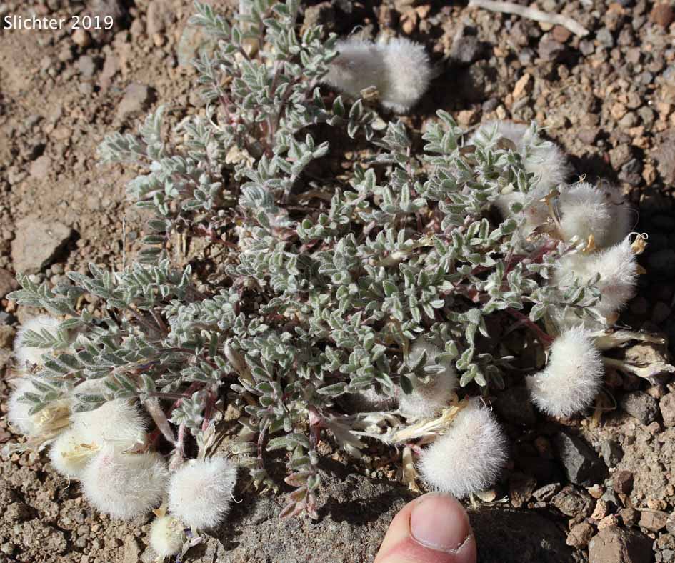 Pursh's Milk-vetch, Woollypod Milkvetch, Woolly-pod Milkvetch: Astragalus purshii var. tinctus (Synonyms: Astragalus candelarius, Astragalus lectulus, Astragalus leucolobus, Astragalus leucolobus ssp. consectus, Astragalus purshii var. lectulus, Astragalus purshii var. longilobus)
