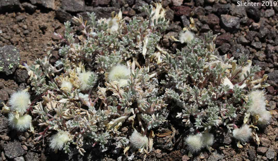 Pursh's Milk-vetch, Woollypod Milkvetch, Woolly-pod Milkvetch: Astragalus purshii var. tinctus (Synonyms: Astragalus candelarius, Astragalus lectulus, Astragalus leucolobus, Astragalus leucolobus ssp. consectus, Astragalus purshii var. lectulus, Astragalus purshii var. longilobus)