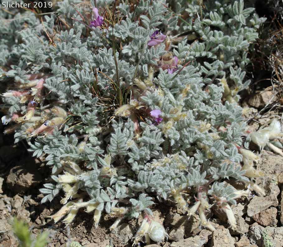 Pursh's Milk-vetch, Woollypod Milkvetch, Woolly-pod Milkvetch: Astragalus purshii var. tinctus (Synonyms: Astragalus candelarius, Astragalus lectulus, Astragalus leucolobus, Astragalus leucolobus ssp. consectus, Astragalus purshii var. lectulus, Astragalus purshii var. longilobus)