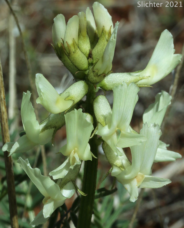 Inflorescence of Yakima Milkvetch, Yakima Milk-vetch: Astragalus reventiformis (Synonyms: Astragalus reventus var. canbyi, Cnemidophacos reventiformis)
