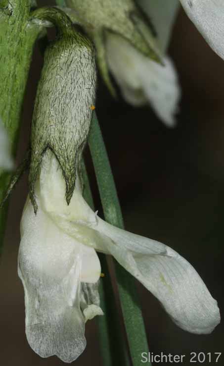 Flower of Yakima Milk-vetch: Astragalus reventiformis (Synonyms: A. reventus var. canbyi, Cnemidophacos reventiformis)