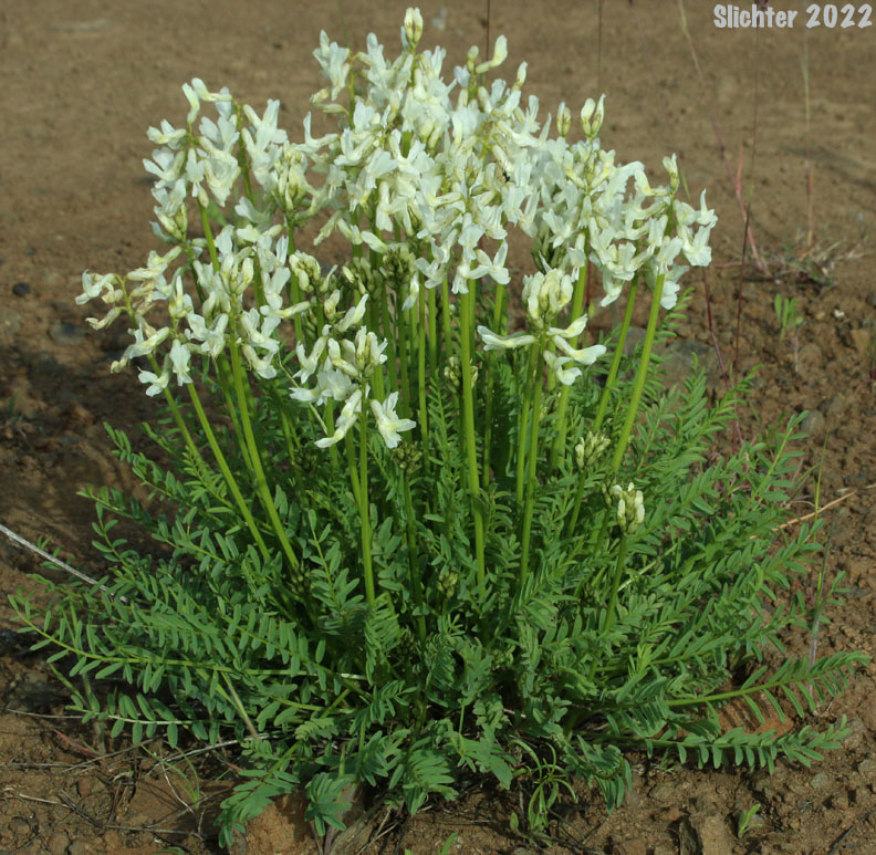 Yakima Milkvetch, Yakima Milk-vetch: Astragalus reventiformis (Synonyms: Astragalus reventus var. canbyi, Cnemidophacos reventiformis)
