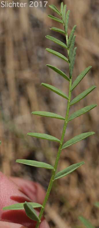 Leaf of Yakima Milk-vetch: Astragalus reventiformis (Synonyms: A. reventus var. canbyi, Cnemidophacos reventiformis)