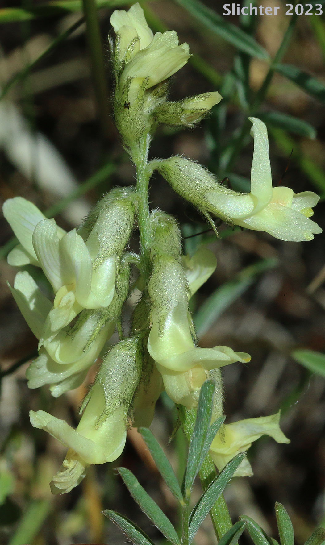 Inflorescence of Yakima Milkvetch, Yakima Milk-vetch: Astragalus reventiformis (Synonyms: Astragalus reventus var. canbyi, Cnemidophacos reventiformis)