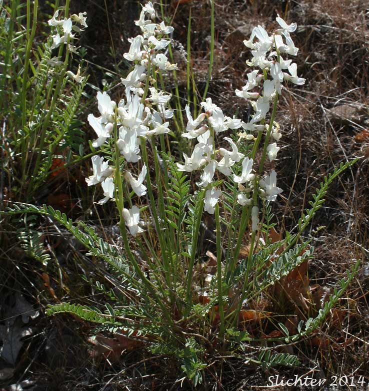 Yakima Milk-vetch: Astragalus reventiformis (Synonyms: A. reventus var. canbyi, Cnemidophacos reventiformis)
