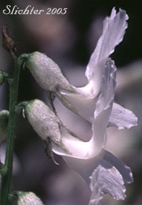 Flower of Yakima Milk-vetch: Astragalus reventiformis (Synonyms: A. reventus var. canbyi, Cnemidophacos reventiformis)