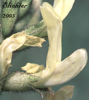 Flower of Yakima Milk-vetch: Astragalus reventiformis (Synonyms: A. reventus var. canbyi, Cnemidophacos reventiformis)