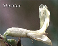 Blue Mountain Milkvetch, Blue Mountain Milk-vetch: Astragalus reventus (Synonym: Astragalus reventus var. reventus)